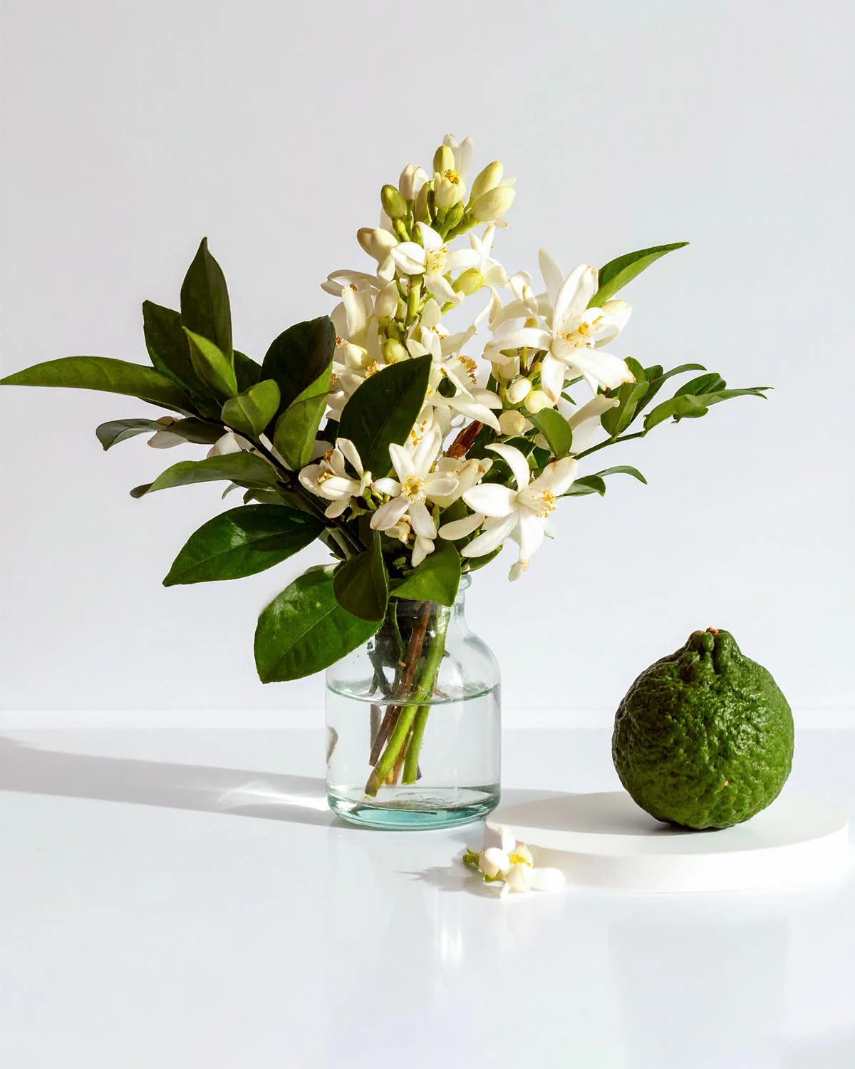 PARFUMS NOX – 2481 - Image 2